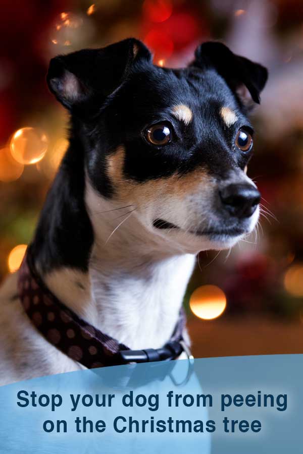 Stop a dog from peeing on the christmas tree