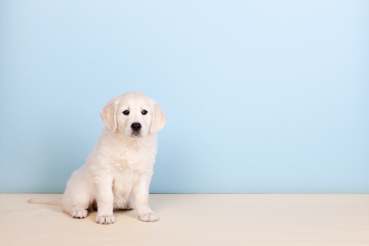 Puppy pees around the pee pad