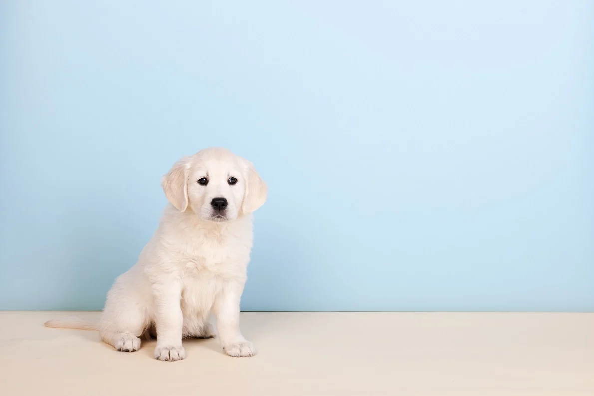 Puppy pees around the pee pad