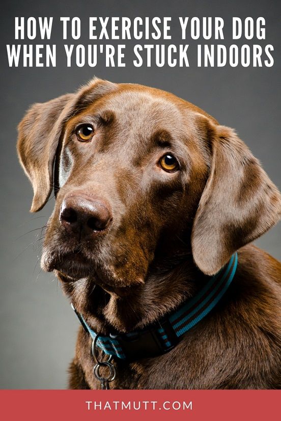 How to exercise your dog when you're stuck indoors - dog exercise ideas #dogtraining #labradors #chocolatelabs #labradors
