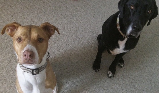 Sammi and Ace