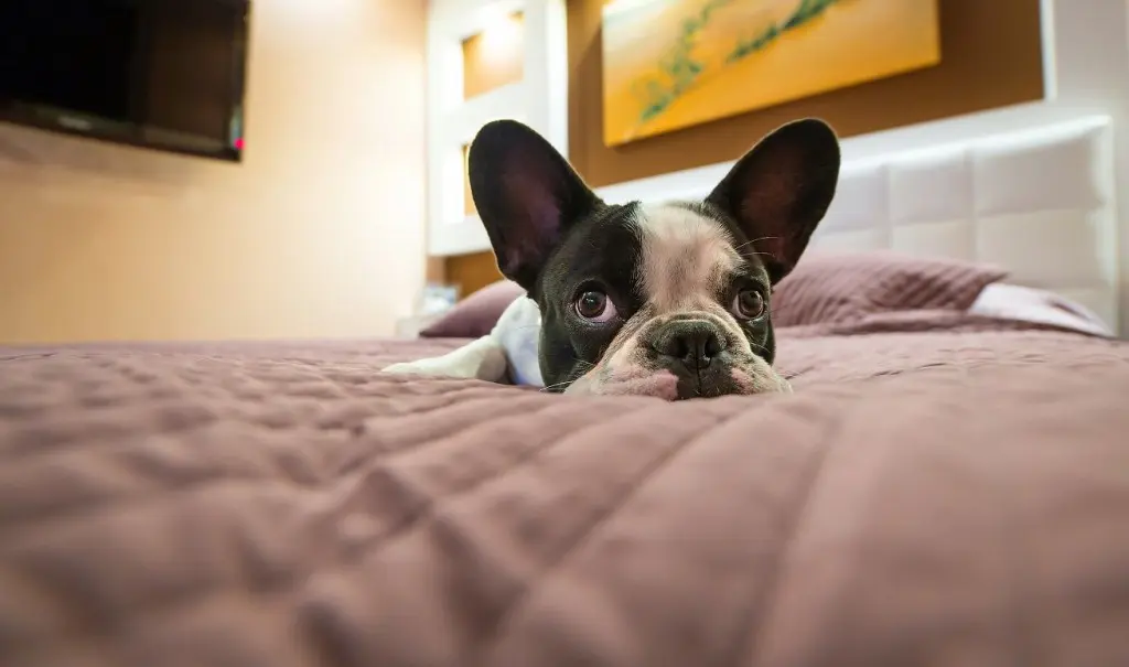 Dog sleeping in your bed