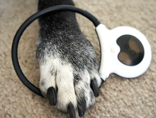 Ace's paw with the Assisi Loop