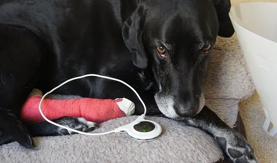 My dog Ace uses the Assisi Loop