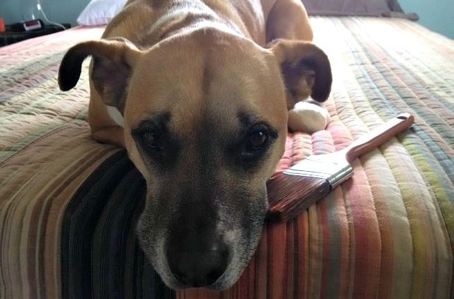 My dog Baxter the boxer mix