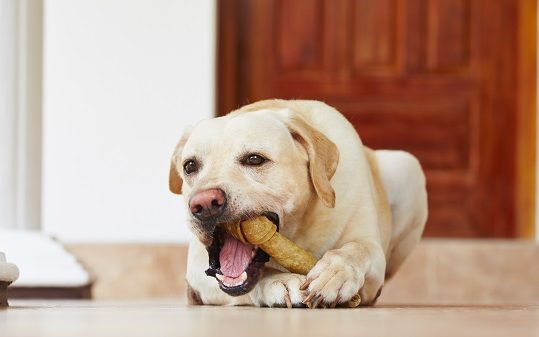 Fog's possessiveness of bones, food or toys
