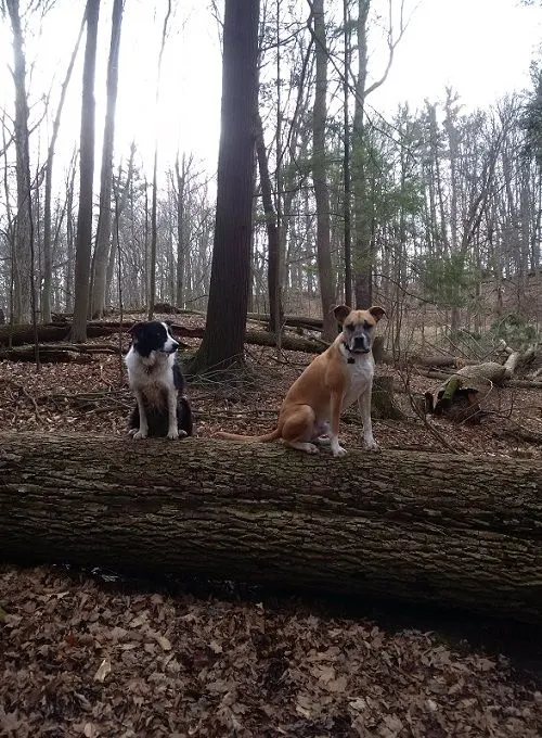 Finding your dog's comfort zone