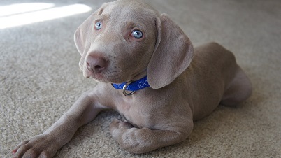 How long do puppies cry at night?