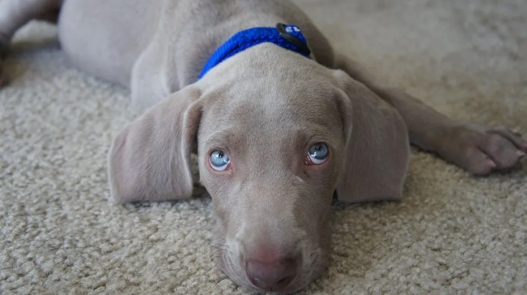 Remy the weimaraner puppy