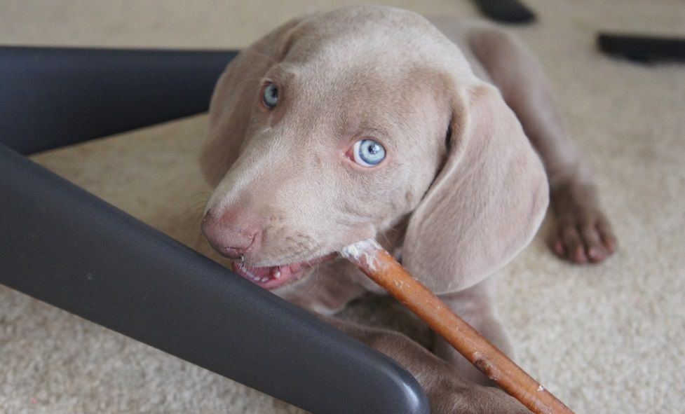 Puppy chewing