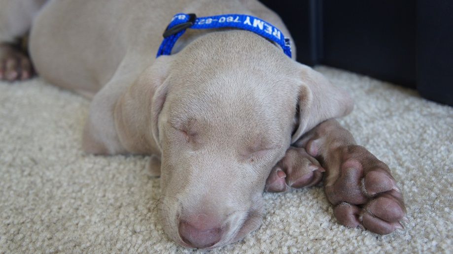 Sleeping Weimaraner puppy