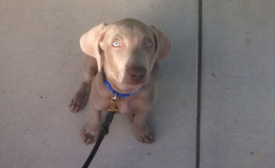 Can puppies hold it all night?