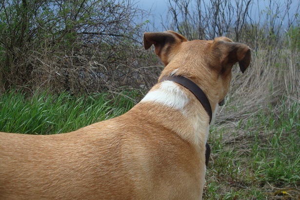 Baxter the boxer mix - learning to pay attention