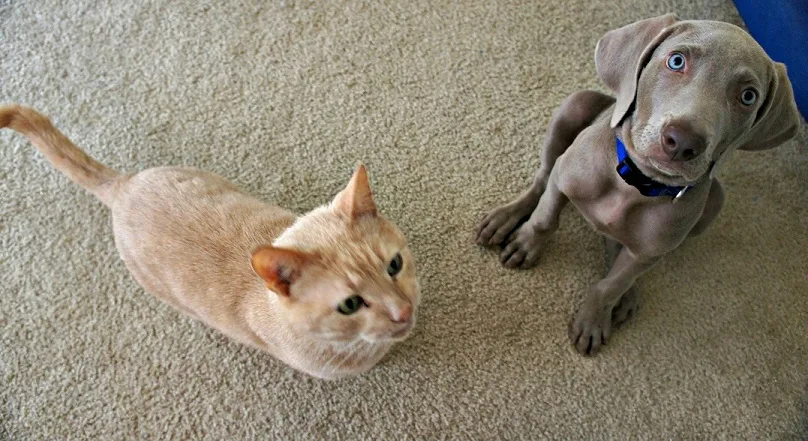 Introducing our cat to our weimaraner
