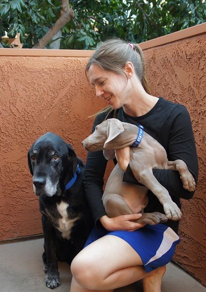 Aggression between dogs in the same household