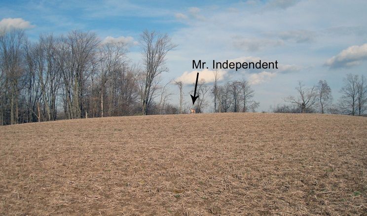 Dog comfortable off leash