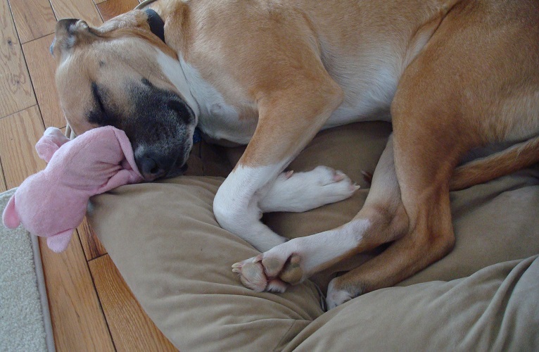Baxter on his dog bed