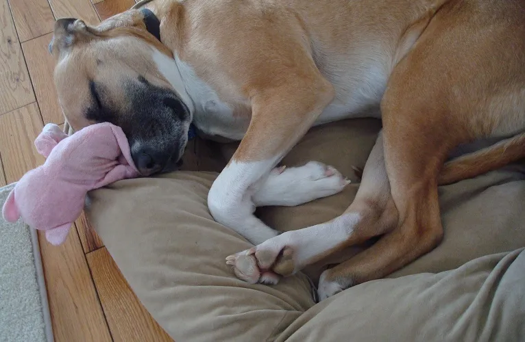 Baxter on his dog bed