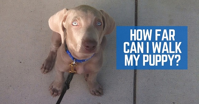 How far can I walk my puppy?