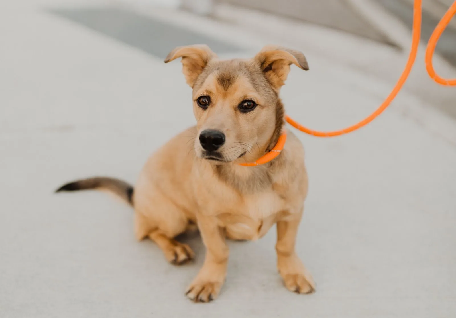 Slip Rope Leash