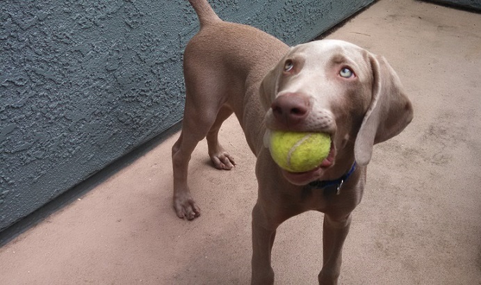 Weimaraner puppy 12 weeks