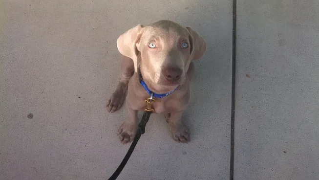 Teach a puppy to stay
