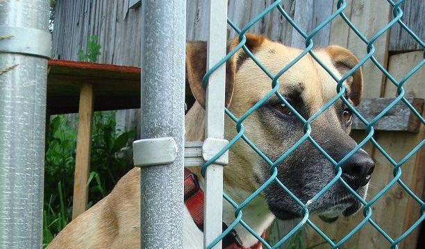 Should you license your dog