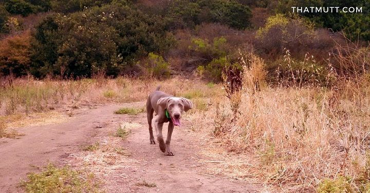 Trail running with dogs