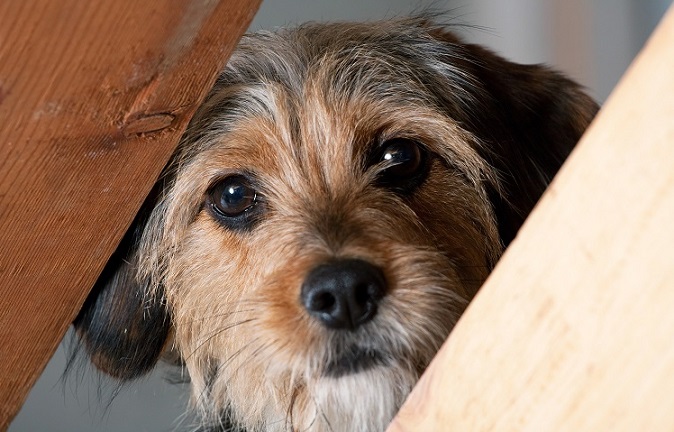 What to do if my dog is aggressive at the vet