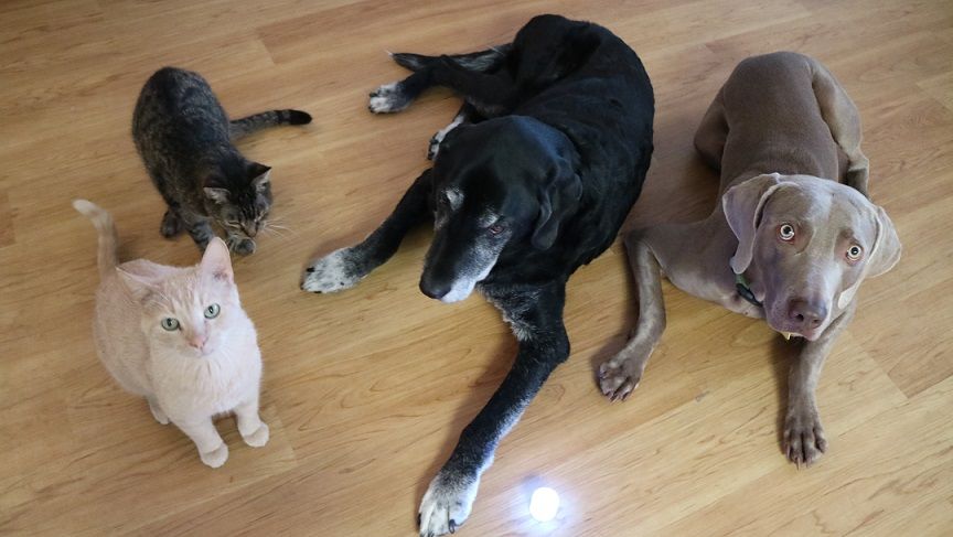 Beamer, Scout, Ace & Remy