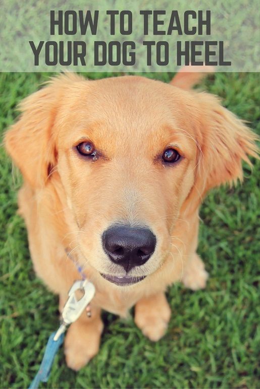 Teaching Your Dog To Heel 13 Tips ThatMutt Teaching your dog to heel 13 tips thatmutt