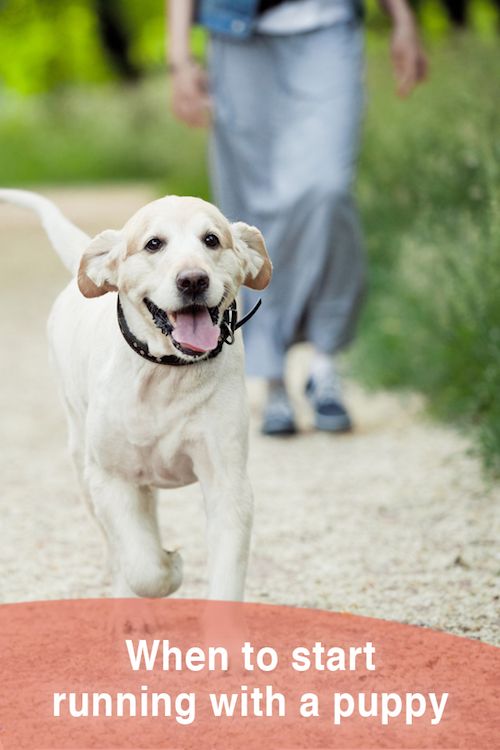 When to start running with a puppy