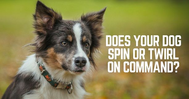 How to teach your dog to twirl