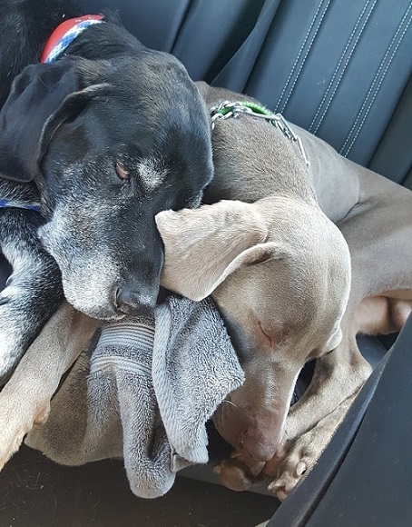 Ace and Remy