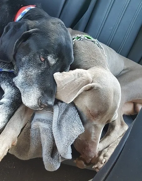 Ace and Remy