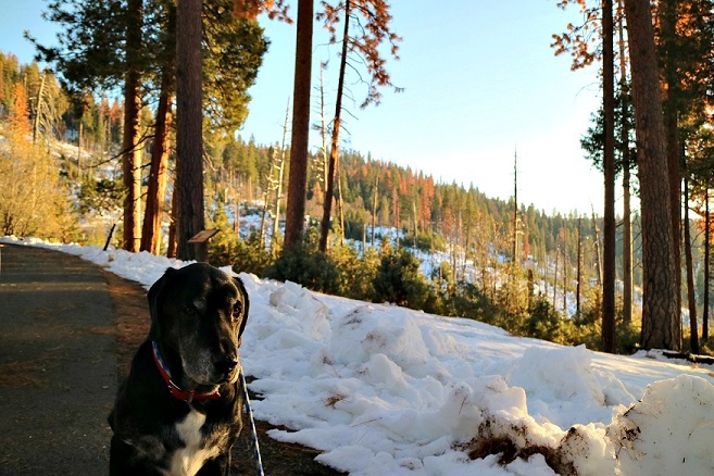My mutt Ace in Yosemite