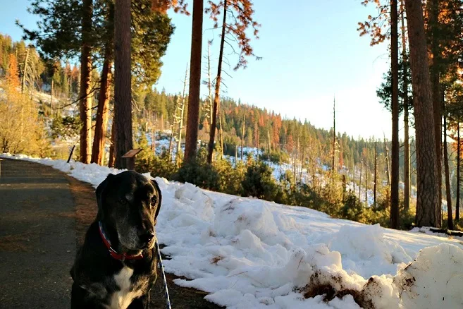 My mutt Ace in Yosemite