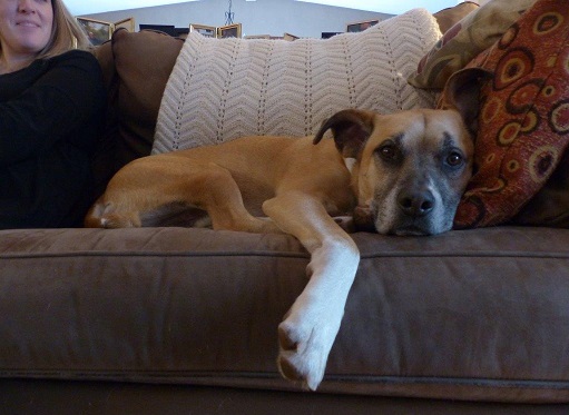 Baxter on the couch - Make your dog comfortable during a party