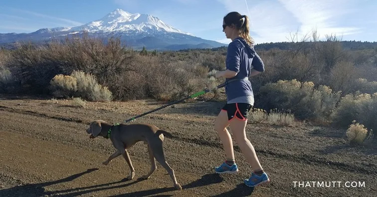 Exercise a weimaraner