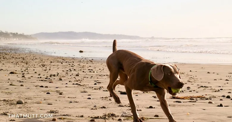 Weimaraner