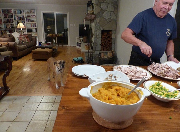 Make your dog comfortable during a party