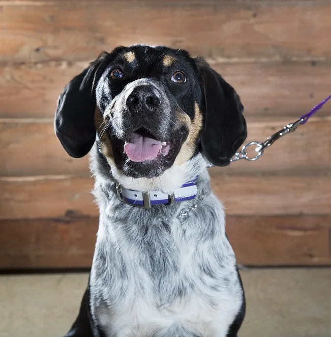 Reflective waterproof dog collar