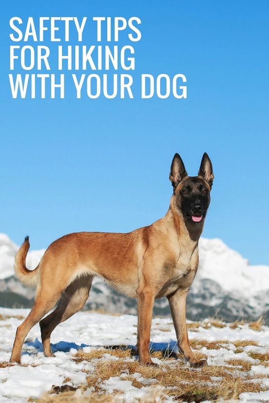 Safety tips for hiking with your dog