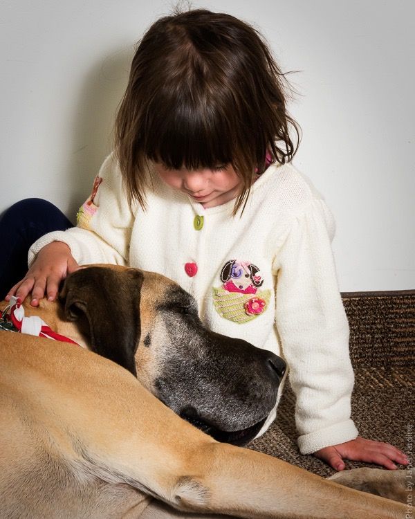 Leto the Great Dane working as a therapy dog