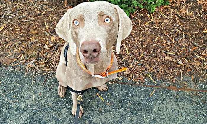 My hyper weimaraner Remy!