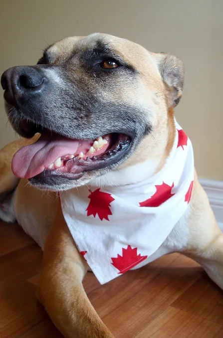 New Year's resolutions for your dog
