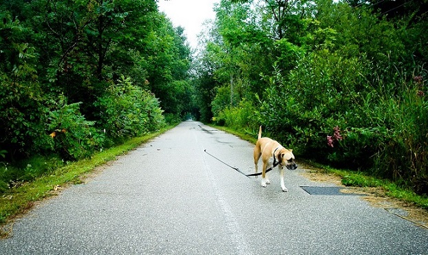 New Year's resolutions for your dog