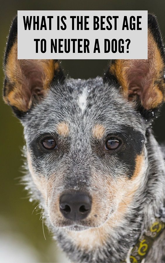 Best age to neuter a dog