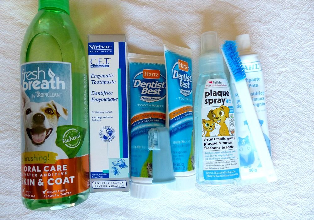 How to make a habit of brushing your dog's teeth