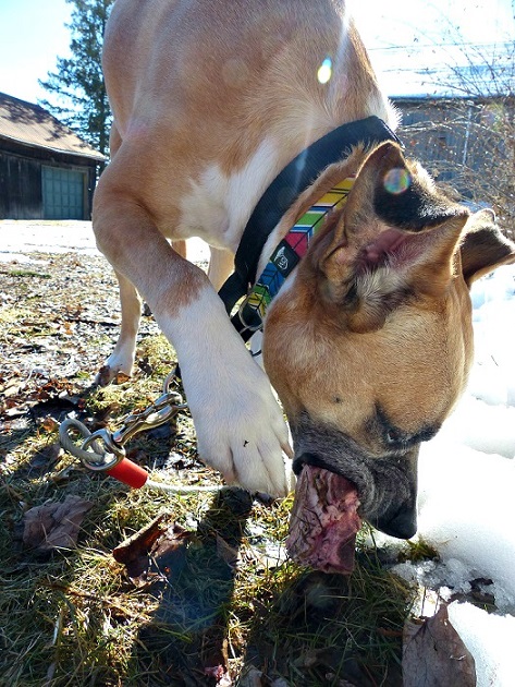 Baxter chewing on a raw soup bone